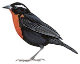 White-browed Blackbird Illustration