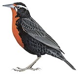 Pampas Meadowlark Illustration