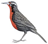 Long-tailed Meadowlark Illustration