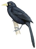 Yellow-billed Cacique Illustration