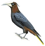 Chestnut-headed Oropendola Illustration