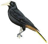 Crested Oropendola Illustration