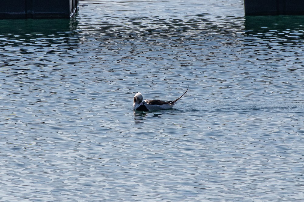 Long-tailed Duck - Alex G.