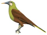 Olive Oropendola Illustration