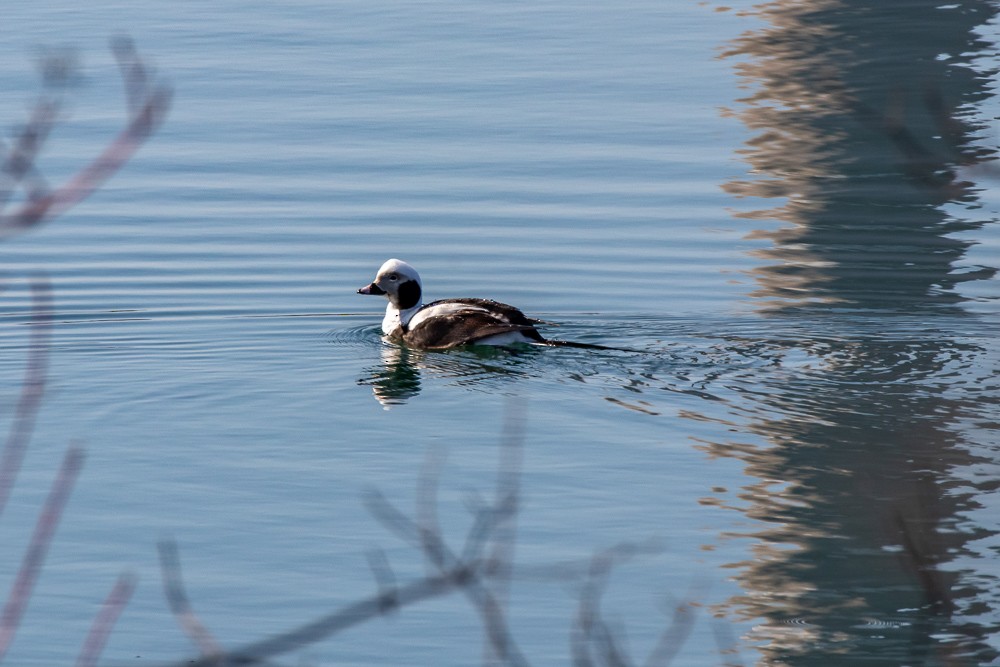 Long-tailed Duck - Alex G.