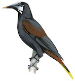 Black Oropendola Illustration