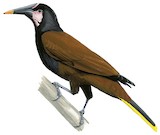 Baudo Oropendola Illustration