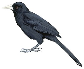 Icteridae - Troupials and Allies - Birds of the World