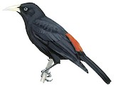 Scarlet-rumped Cacique Illustration