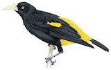 Yellow-rumped Cacique Illustration