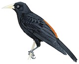 Red-rumped Cacique Illustration