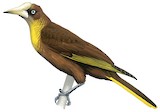 Casqued Oropendola Illustration