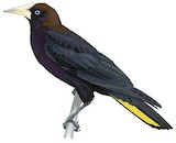 Band-tailed Oropendola Illustration