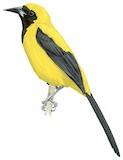 Yellow-backed Oriole Illustration