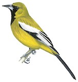 Jamaican Oriole Illustration