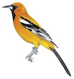 Orange Oriole Illustration