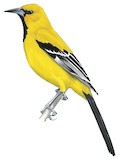 Yellow Oriole Illustration