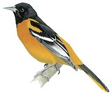 Baltimore Oriole Illustration