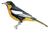 Black-backed Oriole Illustration