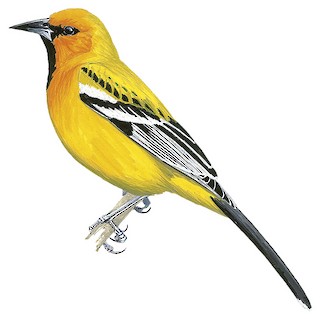 Icterus pustulatus graysonii