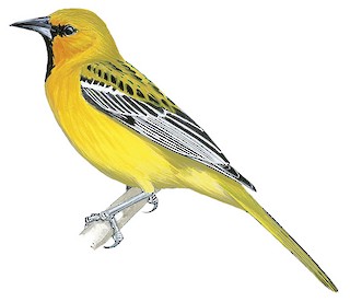 Icterus pustulatus pustulatus