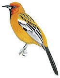 Streak-backed Oriole Illustration