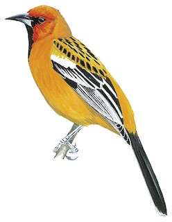 Icterus pustulatus pustulatus