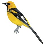 Spot-breasted Oriole Illustration