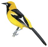 White-edged Oriole Illustration