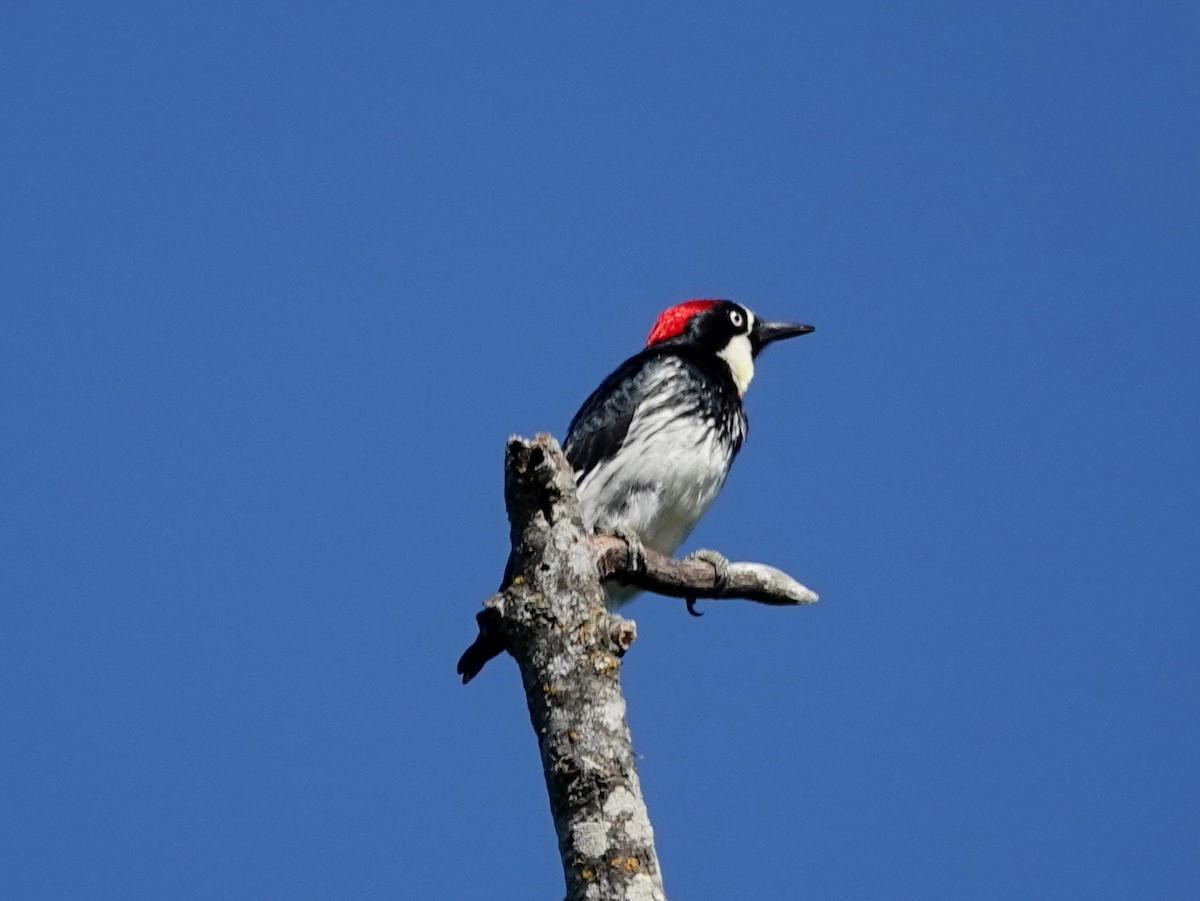 Acorn Woodpecker - Norman Uyeda