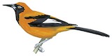 Orange-backed Troupial Illustration