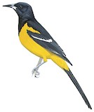 Bar-winged Oriole Illustration