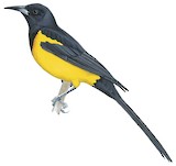 Black-vented Oriole Illustration