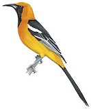 Hooded Oriole Illustration