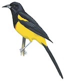 Black-cowled Oriole Illustration