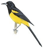 Bahama Oriole Illustration