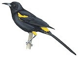 Cuban Oriole Illustration