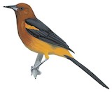 Martinique Oriole Illustration