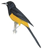 Montserrat Oriole Illustration