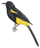 Hispaniolan Oriole Illustration