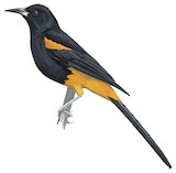 St. Lucia Oriole Illustration