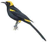 Epaulet Oriole Illustration