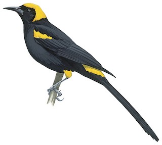 Icterus cayanensis chrysocephalus