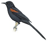 Variable Oriole Illustration