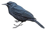 Jamaican Blackbird Illustration