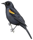 Tawny-shouldered Blackbird Illustration