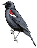 Tricolored Blackbird Illustration