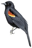 Red-winged Blackbird Illustration