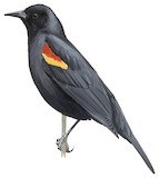 Red-shouldered Blackbird Illustration