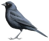 Screaming Cowbird Illustration